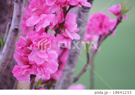 ハナモモ ハナモモ 19641233