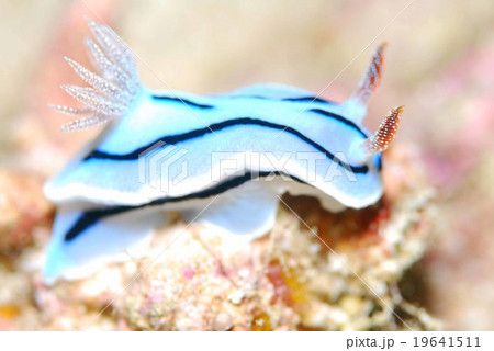 ウミウシ 19641511
