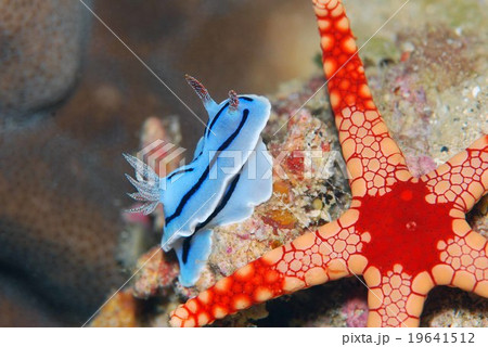 ヒトデとウミウシ 19641512