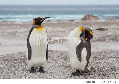 King Penguins on a Sandy Beach 19641533