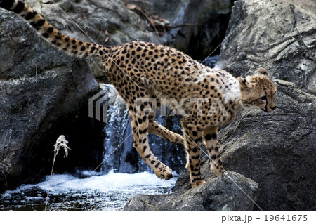 チーター 19641675