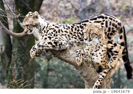 チーター 19641679