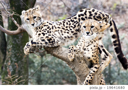 チーター 19641680