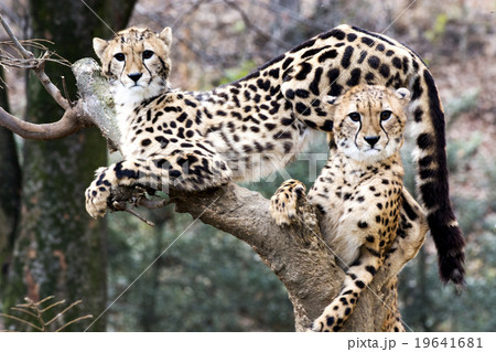 チーター チーター 19641681