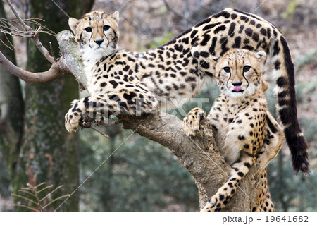 チーター 19641682