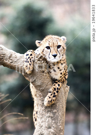 チーター 19641833