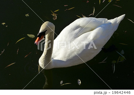皇居のお堀に浮かぶ白鳥 19642446