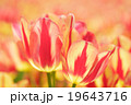 チューリップ 19643716