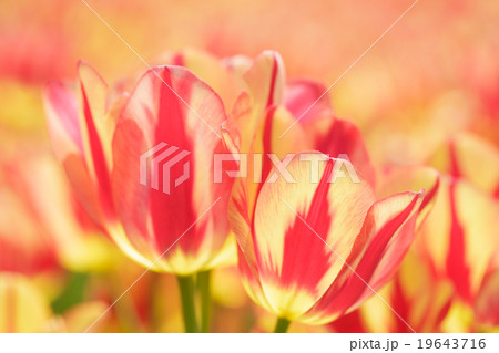 チューリップ チューリップ 19643716