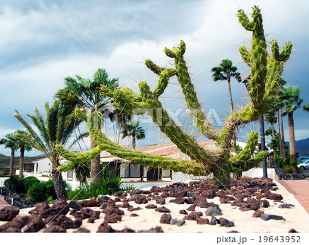 Saguaro cactus and palm trees 19643952