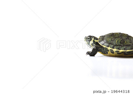 Turtle walking in front of a white background Turtle walking in front of a white background 19644318