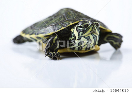 Turtle walking in front of a white background Turtle walking in front of a white background 19644319