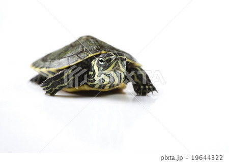 Turtle walking in front of a white background Turtle walking in front of a white background 19644322