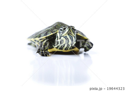 Turtle walking in front of a white background Turtle walking in front of a white background 19644323