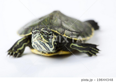 Turtle, egzotic natural tone concept Turtle, egzotic natural tone concept 19644348