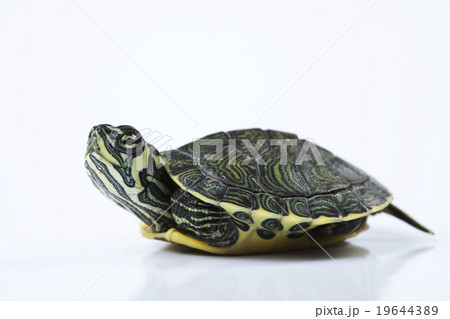 Nice Turtle isolated on white Nice Turtle isolated on white 19644389