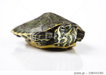 Turtle and carapace, egzotic natural tone concept 19644390