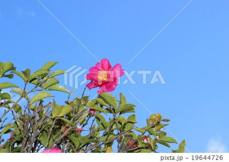 椿の花 19644726