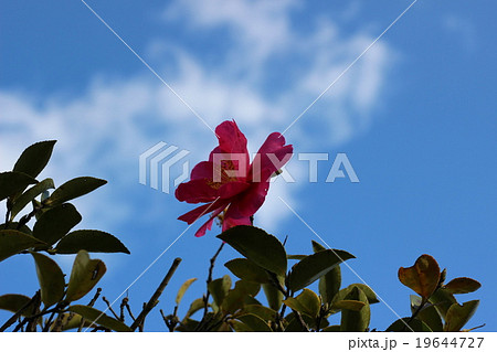 椿の花 19644727