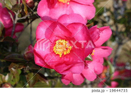 椿の花 椿の花 19644735