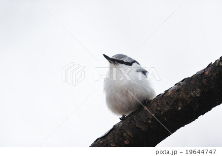 枝の上のゴジュウカラ 枝の上のゴジュウカラ 19644747