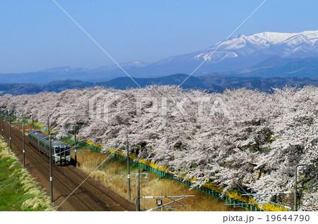 一目千本桜と蔵王連峰(宮城県) 一目千本桜と蔵王連峰(宮城県) 19644790