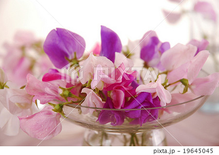 Sweet peas flower 19645045