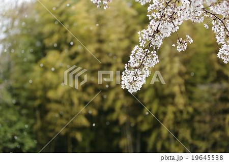 散る山桜 散る山桜 19645538
