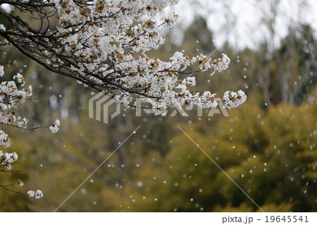 散る山桜 19645541