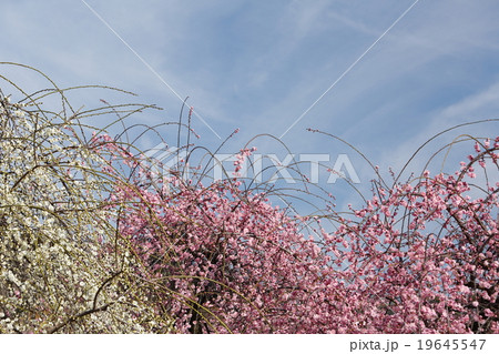 梅林と青空 梅林と青空 19645547