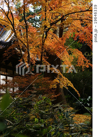 三溪園　旧天瑞寺寿塔覆堂の紅葉 19646339