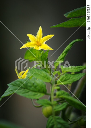 トマトの花 19646583