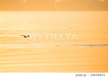 夕暮れの風景と飛ぶ鳥 夕暮れの風景と飛ぶ鳥 19646601