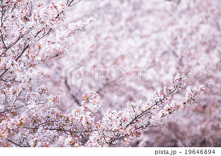 ソメイヨシノ そめいよしの 桜の画像素材 お花見 春の花 ピンク色の花 背景用合成素材の写真素材