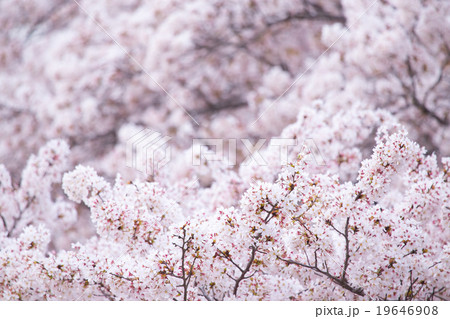 ソメイヨシノ そめいよしの 桜の画像素材 お花見 春の花 ピンク色の花 背景用合成素材の写真素材