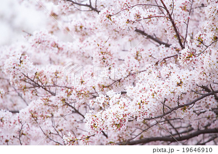 ソメイヨシノ そめいよしの 桜の画像素材 お花見 春の花 ピンク色の花 背景用合成素材の写真素材