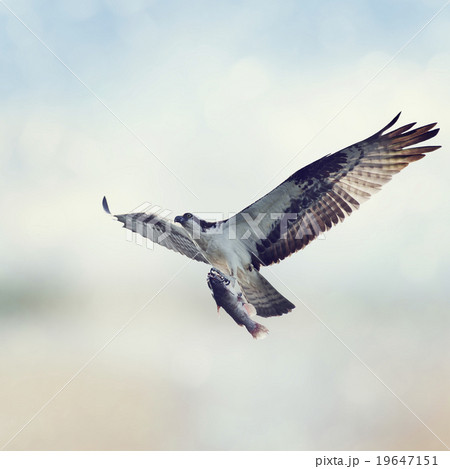 Osprey with Fish Osprey with Fish 19647151