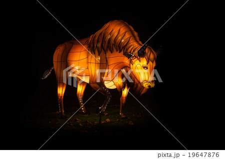 light festival of Bison 19647876