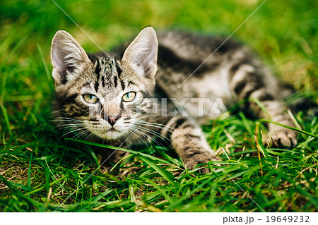 Playful Cute Tabby Gray Cat Kitten Pussycat 19649232