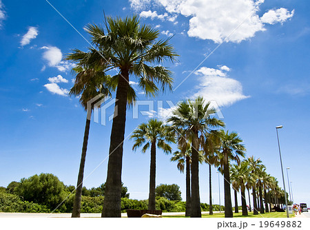 Palm-lined 1 Palm-lined 1 19649882