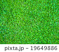 Grass 1 19649886