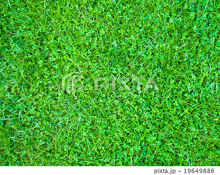 Grass 1 Grass 1 19649886