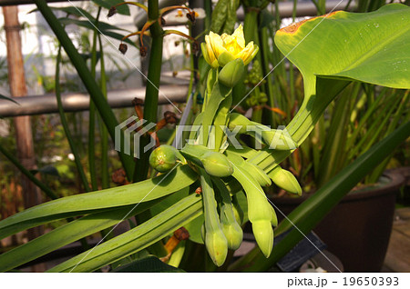 ヌマオオバコ 19650393