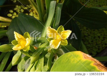 ヌマオオバコ 19650394