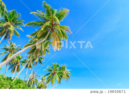 Palm tree on the sky 19650671