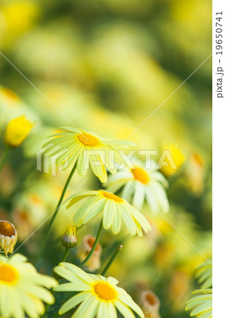 Yellow flowers Yellow flowers 19650741