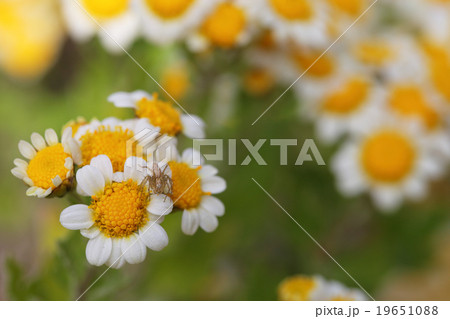 クモとハナイソギクの花 クモとハナイソギクの花 19651088