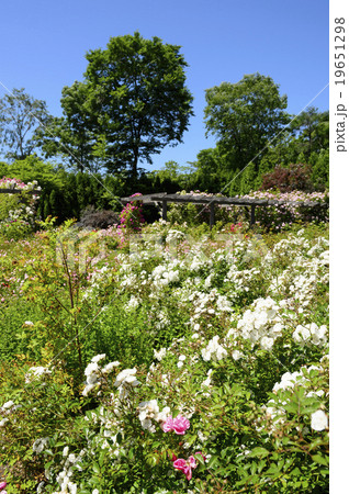 ローズガーデン 19651298