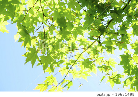 透ける青葉 19651499