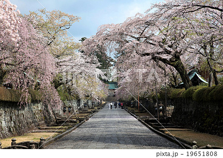 大石寺の桜02の写真素材